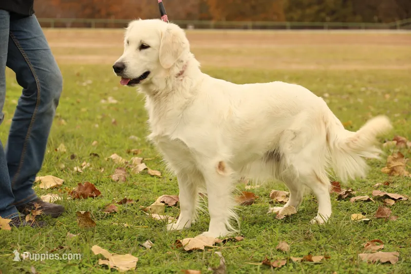 Hermione - AKC, Spayed, Adult – English Cream Golden Retriever puppy for sale in Azle, TX
