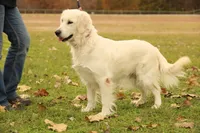 Hermione - AKC, Spayed, Adult, a female English Cream Golden Retriever for sale in Azle, TX – 1 of 2