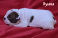 Ryland, a male Boston Terrier for sale in Azle, TX – 4 of 4
