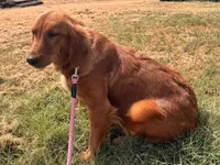 SM Boy 3, a male Golden Retriever for sale in Azle, TX – 4 of 5