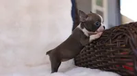 Sapphire - ACA, DNA Tested, a female Boston Terrier for sale in Azle, TX – 2 of 5