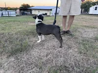 Melville | 2-Year-Old Blue & White Boston Terrier, a male Boston Terrier for sale in Azle, TX – 4 of 9