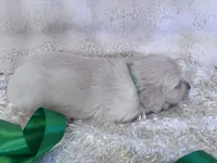 Priscilla , a female English Cream Golden Retriever for sale in Azle, TX – 6 of 10