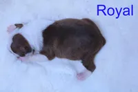 Royal, a male Boston Terrier for sale in Azle, TX – 4 of 4