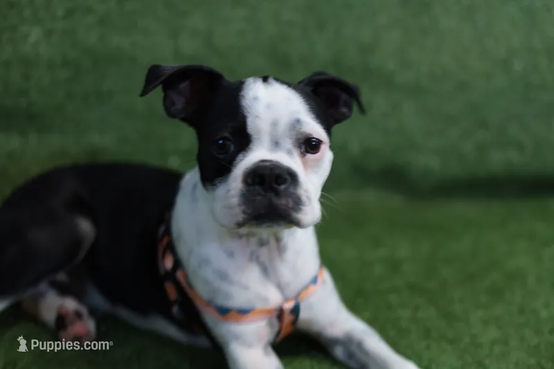 Nigel – Boston Terrier puppy for sale in Azle, TX