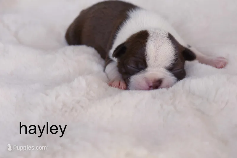 Hayley — Female Red/White Boston Terrier – Boston Terrier puppy for sale in Azle, TX