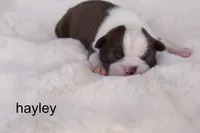 Hayley — Female Red/White Boston Terrier, a female Boston Terrier for sale in Azle, TX – 1 of 5