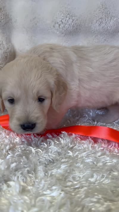 Paris, a female English Cream Golden Retriever for sale in Azle, TX – 6 of 7