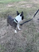 Melville | 2-Year-Old Blue & White Boston Terrier, a male Boston Terrier for sale in Azle, TX – 8 of 9