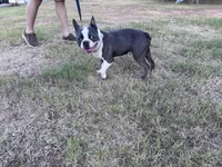 Melville | 2-Year-Old Blue & White Boston Terrier, a male Boston Terrier for sale in Azle, TX – 5 of 9