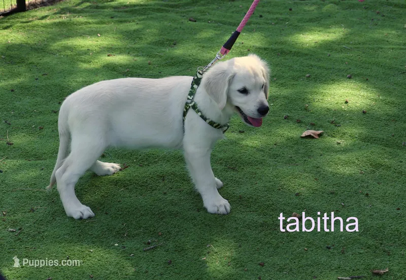 Tabitha - AKC, Microchipped, DNA Tested – English Cream Golden Retriever puppy for sale in Azle, TX