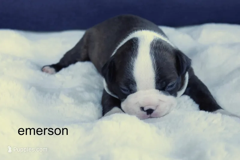 Emerson – Brindle & White Cutie – Boston Terrier puppy for sale in Azle, TX