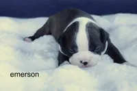 Emerson – Brindle & White Cutie, a male Boston Terrier for sale in Azle, TX – 1 of 4