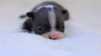 Sky, a female Boston Terrier for sale in Azle, TX – 3 of 4
