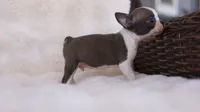 Sawyer - ACA, DNA Tested, a male Boston Terrier for sale in Azle, TX – 4 of 5