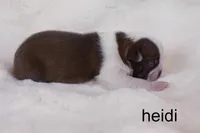 Heidi — Female Red/White Boston Terrier, a female Boston Terrier for sale in Azle, TX – 2 of 5