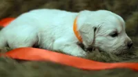 Tabitha, a female English Cream Golden Retriever for sale in Azle, TX – 7 of 9