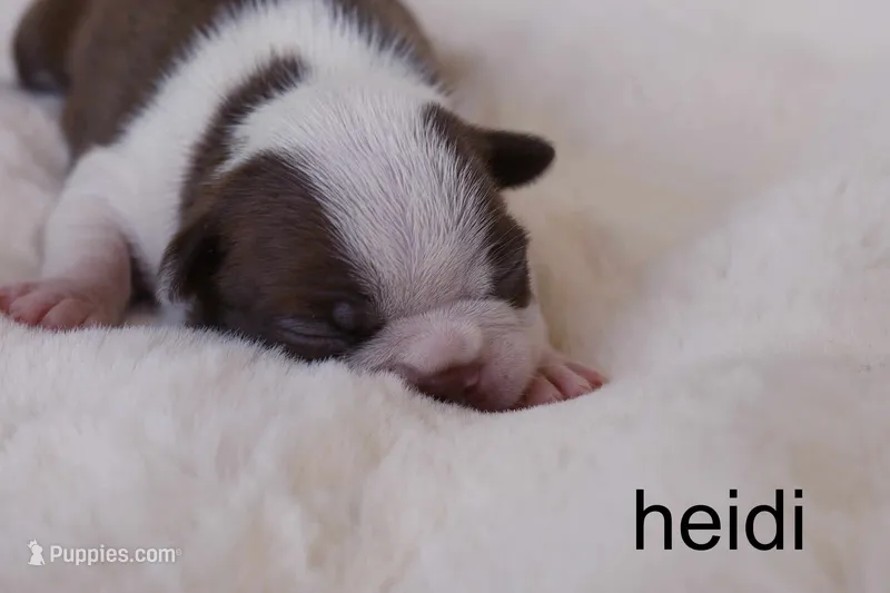 Heidi — Female Red/White Boston Terrier – Boston Terrier puppy for sale in Azle, TX