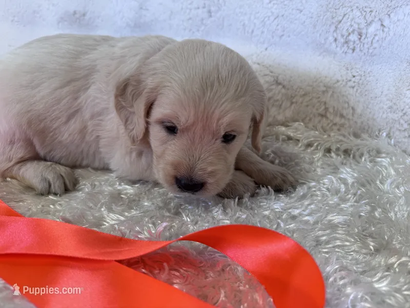 Paris – English Cream Golden Retriever puppy for sale in Azle, TX