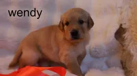Wendy - AKC, Microchipped, DNA Tested, a female Golden Retriever for sale in Azle, TX – 3 of 7