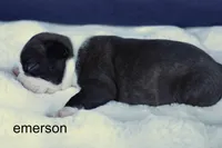 Emerson – Brindle & White Cutie, a male Boston Terrier for sale in Azle, TX – 2 of 4