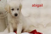 Abigail | AKC English Cream Golden Retriever, Dog Door Trained, a female English Cream Golden Retriever for sale in Azle, TX – 2 of 4