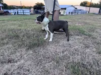 Melville | 2-Year-Old Blue & White Boston Terrier, a male Boston Terrier for sale in Azle, TX – 3 of 9