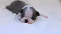 Sawyer, a male Boston Terrier for sale in Azle, TX – 6 of 6
