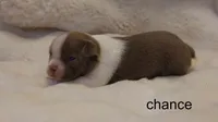 Chance – Champagne & White Cutie, a male Boston Terrier for sale in Azle, TX – 4 of 5