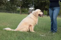 MacQueen x Shania, a  English Cream Golden Retriever for sale in Azle, TX – 7 of 8