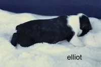Elliot – Classic Brindle Charm, a male Boston Terrier for sale in Azle, TX – 2 of 4