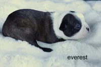 Everest – Handsome Brindle Boy, a male Boston Terrier for sale in Azle, TX – 2 of 4