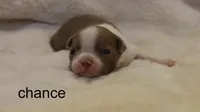 Chance – Champagne & White Cutie, a male Boston Terrier for sale in Azle, TX – 5 of 5