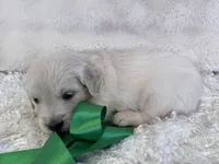 Priscilla , a female English Cream Golden Retriever for sale in Azle, TX – 4 of 10