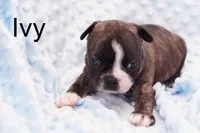 Ivy, a female Frenchton for sale in Azle, TX – Photo 2 of 3