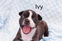 Ivy, a female Frenchton for sale in Azle, TX – Photo 1 of 3