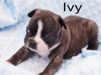 Ivy, a female Frenchton for sale in Azle, TX – Photo 3 of 3