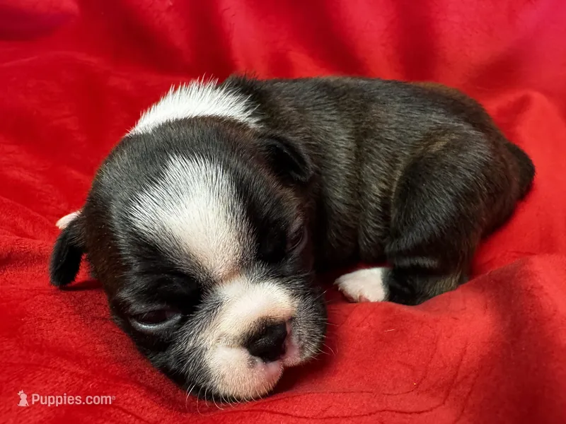 Mariam – Boston Terrier puppy for sale in Azle, TX