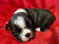 Mariam, a female Boston Terrier for sale in Azle, TX – Photo 1 of 5