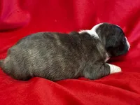 Mariam, a female Boston Terrier for sale in Azle, TX – Photo 2 of 5