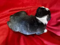 Mariam, a female Boston Terrier for sale in Azle, TX – Photo 3 of 5