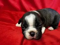 Mariam, a female Boston Terrier for sale in Azle, TX – Photo 5 of 5