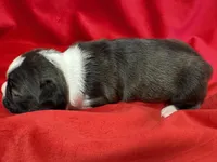 Mariam, a female Boston Terrier for sale in Azle, TX – Photo 4 of 5