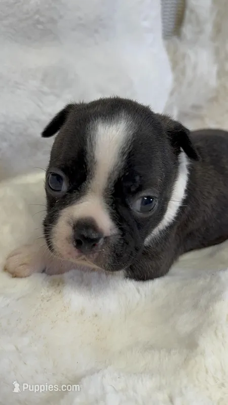 Mariam – Boston Terrier puppy for sale in Azle, TX