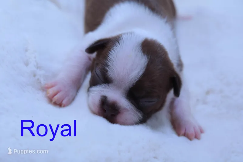 Royal – Boston Terrier puppy for sale in Azle, TX