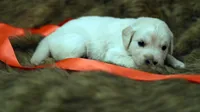Tabitha, a female English Cream Golden Retriever for sale in Azle, TX – 6 of 9