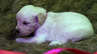 Tessa, a female English Cream Golden Retriever for sale in Azle, TX – 4 of 6