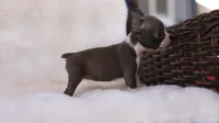 Sapphire - ACA, DNA Tested, a female Boston Terrier for sale in Azle, TX – 3 of 5