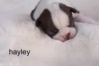 Hayley — Female Red/White Boston Terrier, a female Boston Terrier for sale in Azle, TX – 5 of 5
