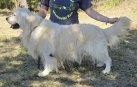 SM Boy 3, a male Golden Retriever for sale in Azle, TX – 5 of 5